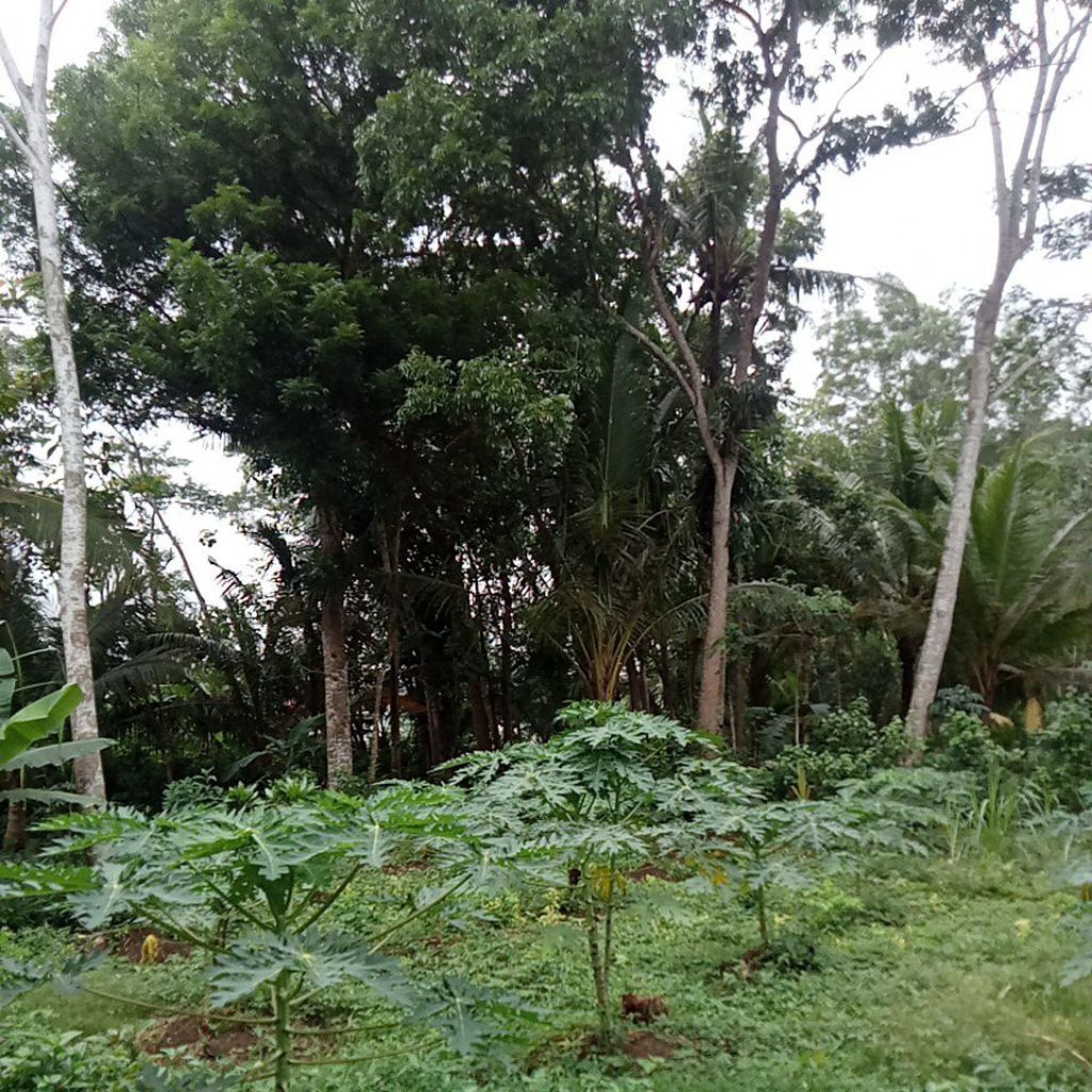 DAUN PEPAYA/GODONG KATES/DAUN/PEPAYA/MURAHHHHHHH 10 LEMBAR 5RB