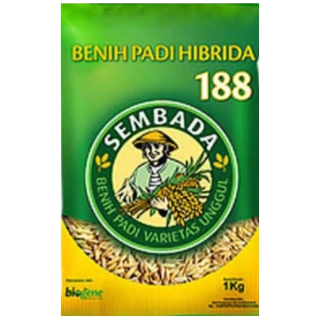1KG BENIH PADI HIBRIDA SEMBADA 188 100% ORIGINAL
