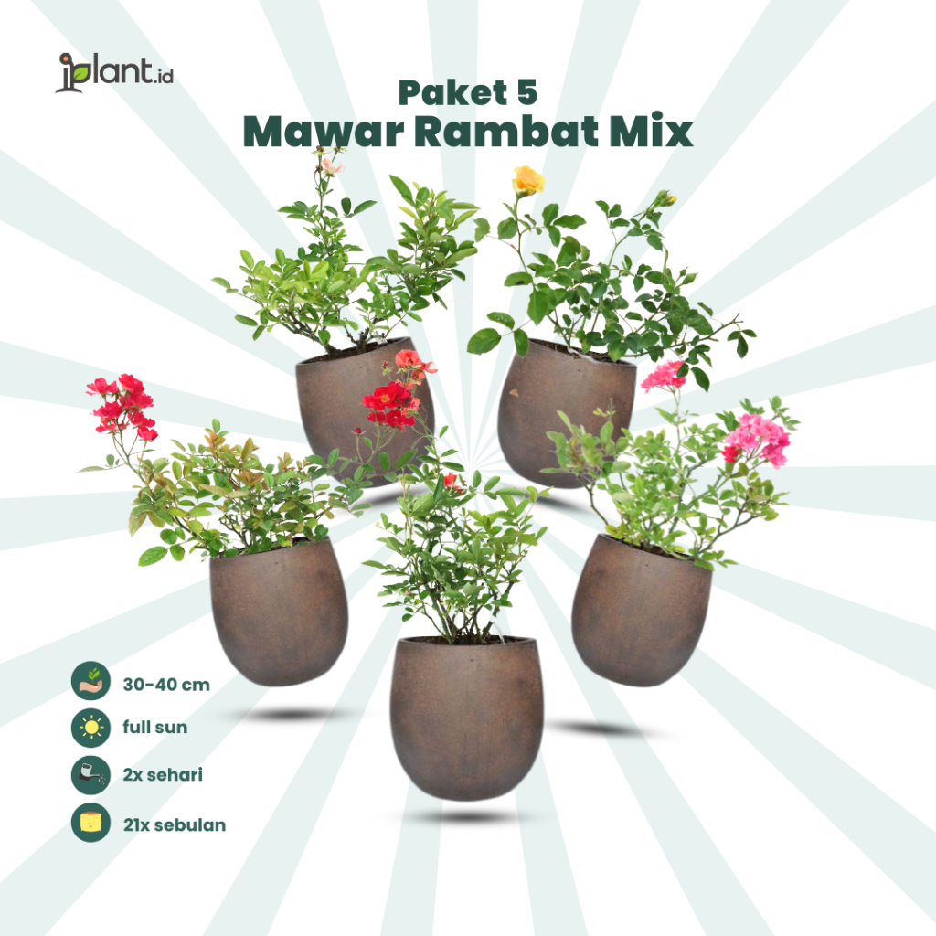 Paket 5 Mawar Rambat Mix