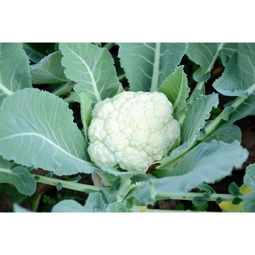 COD AJA - Bibit Kembang Kol