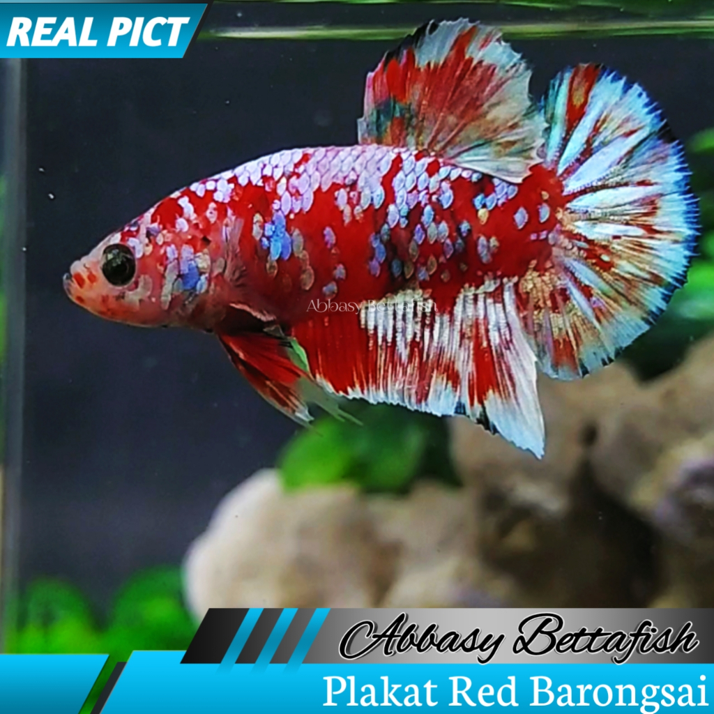 Plakat Red Barongsai Male