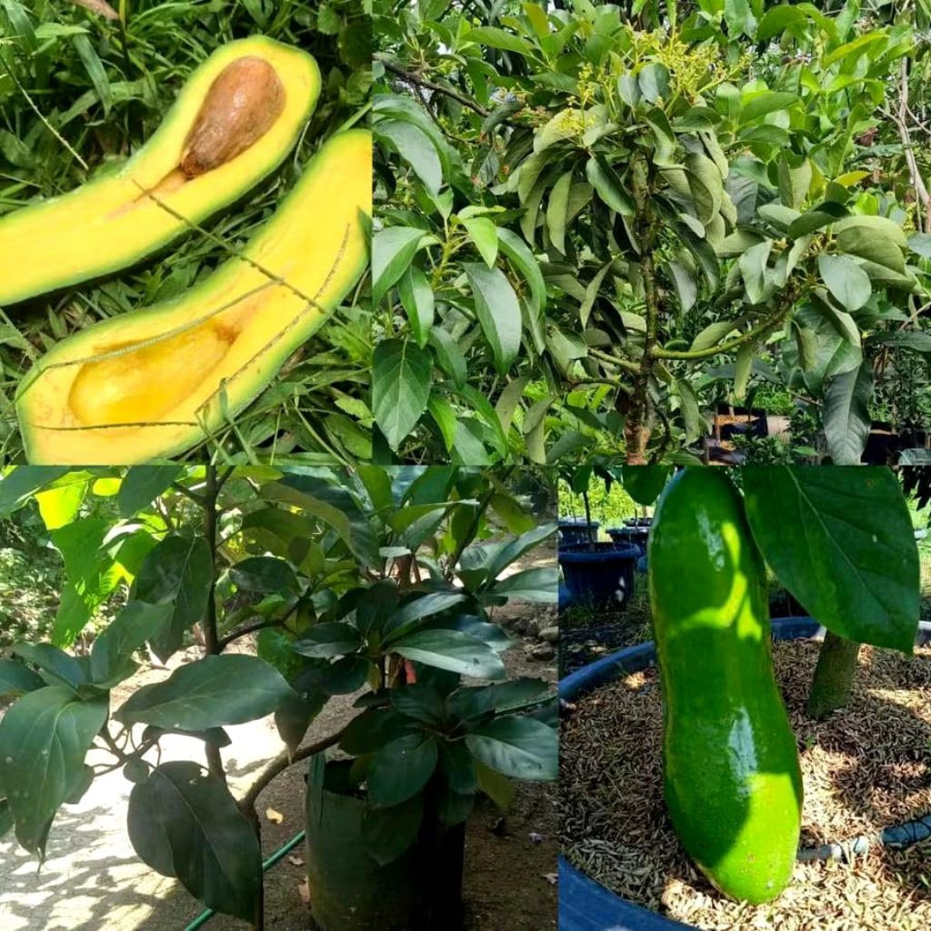 Bibit Alpukat Kelud Super Jumbo Okulasi