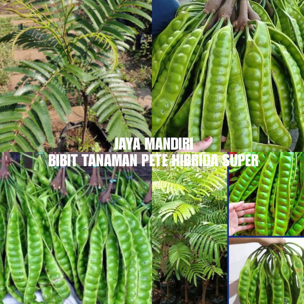 BIBIT PETE HIBRIDA (PETAI HIBRIDA SUPER)