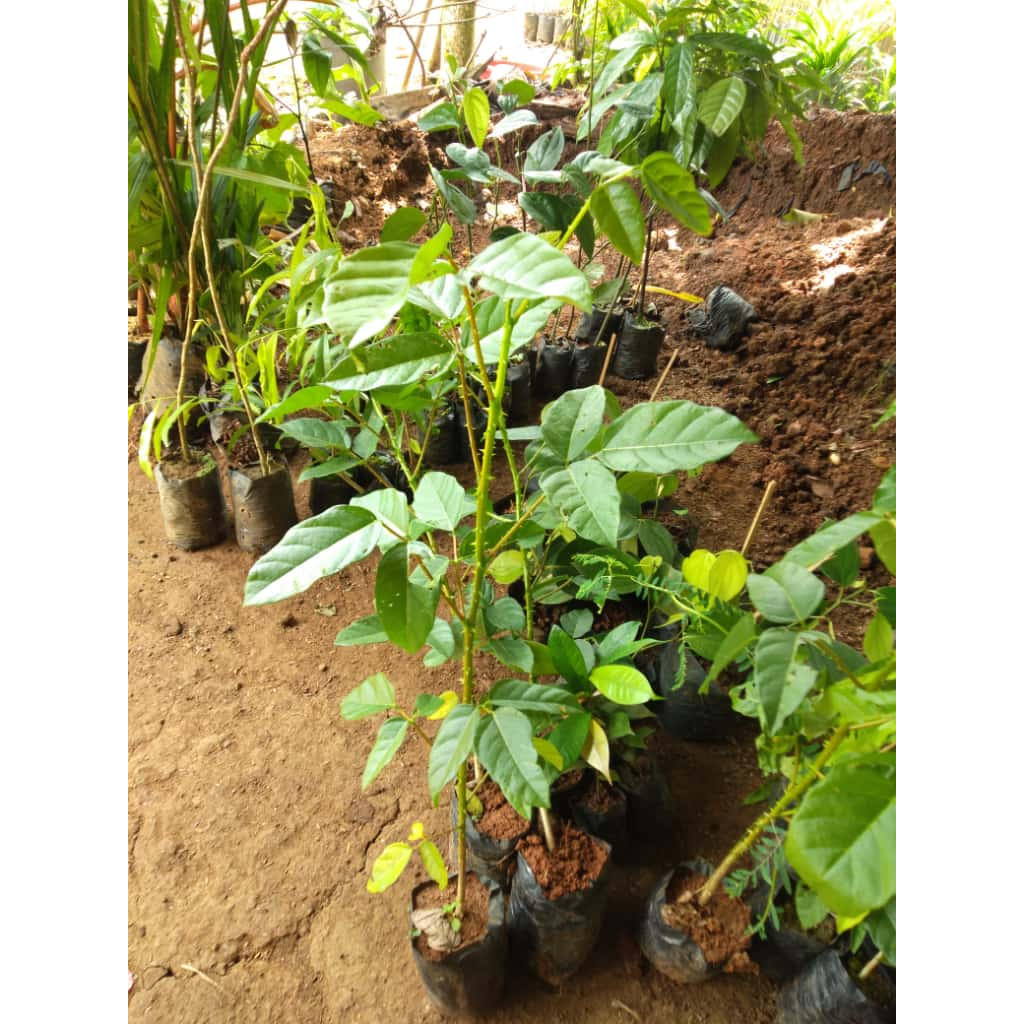 Bibit Tanaman Dadap Merah - Harga Murah - Ragam Manfaatnya