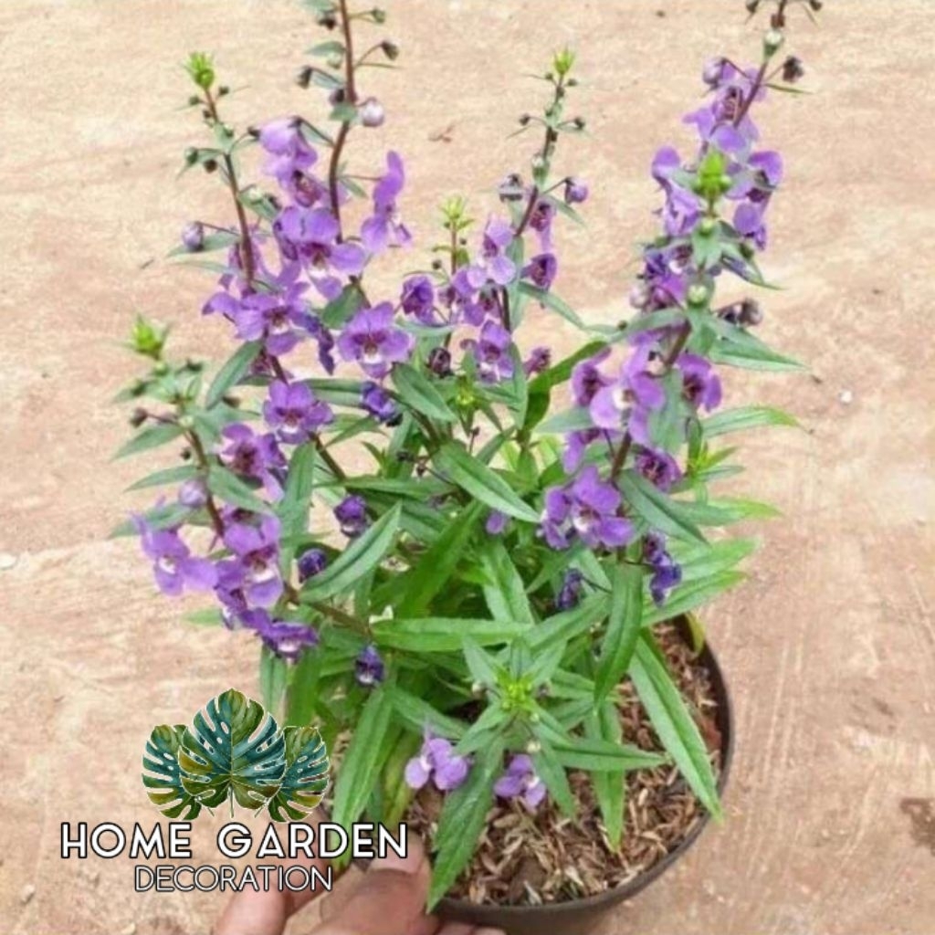 Tanaman bunga lavender ungu - tanaman hias bunga lavender