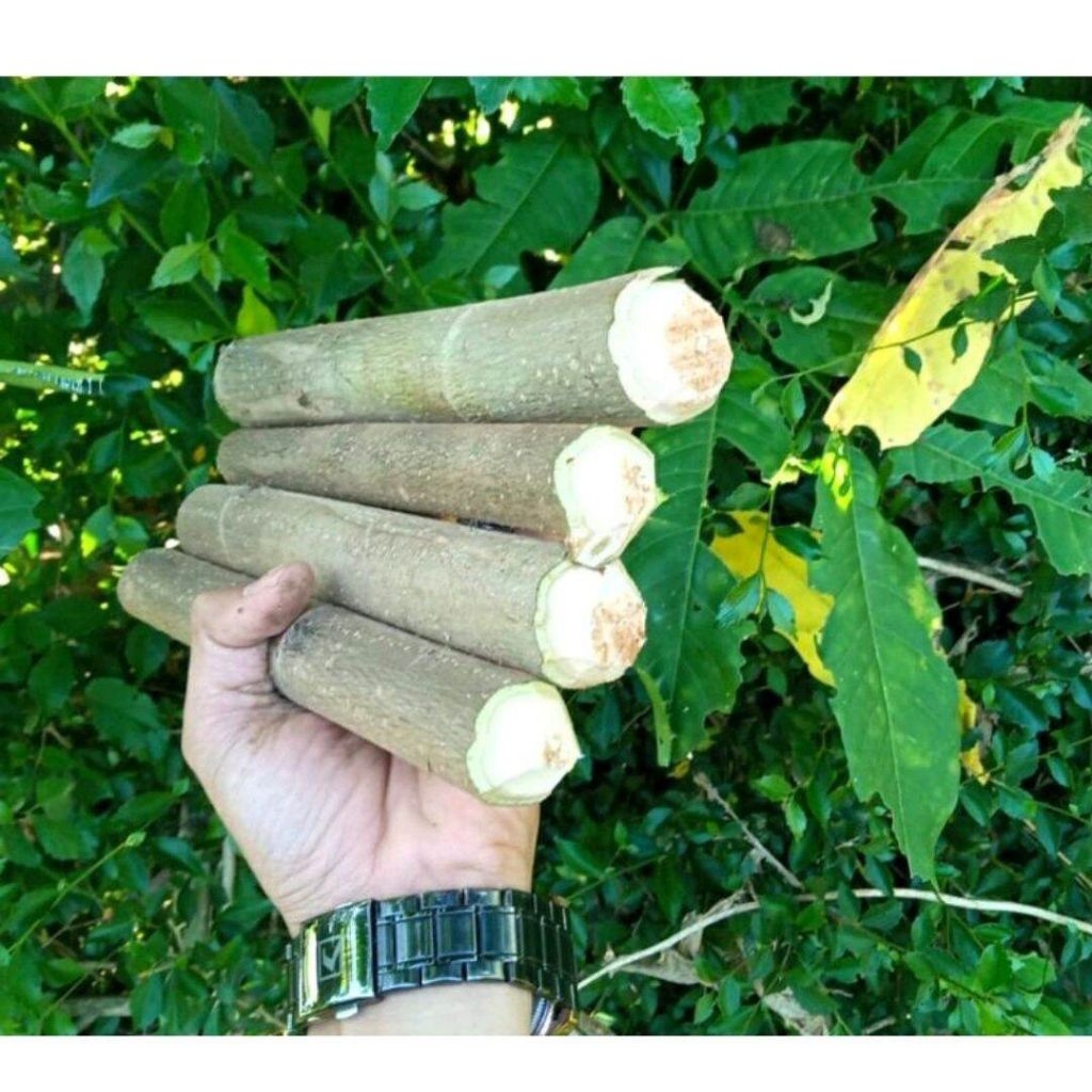bibit stek batang waru pagar, tanaman waru, bibit tanaman waru.