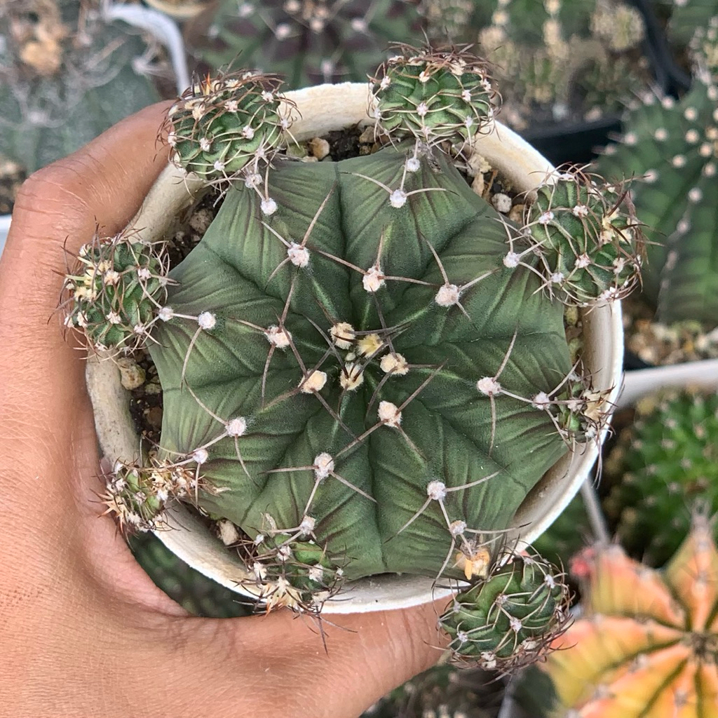 Gymnocalycium Mihanovichii x LB Hybrid gymno miha mihanovichi jumbo kaktus tanaman hias hidup gurun 
