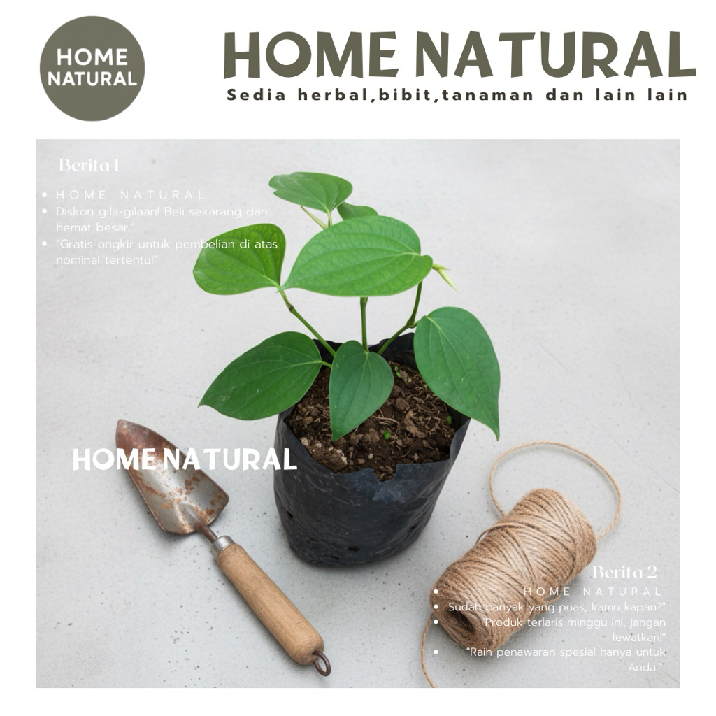 Bibit Lada Perdu - Bibit lada hitam per polybag