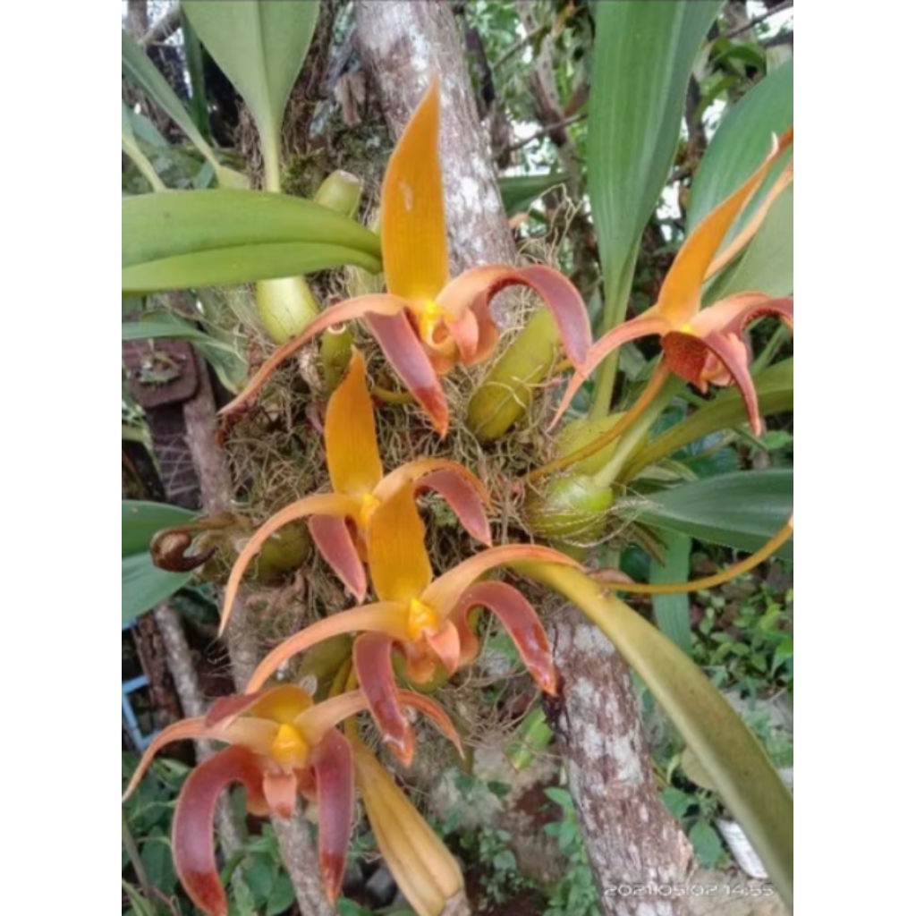 anggrek bulbo lobi murah