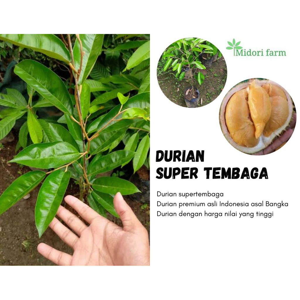 Entres indukan durian super tembaga valid