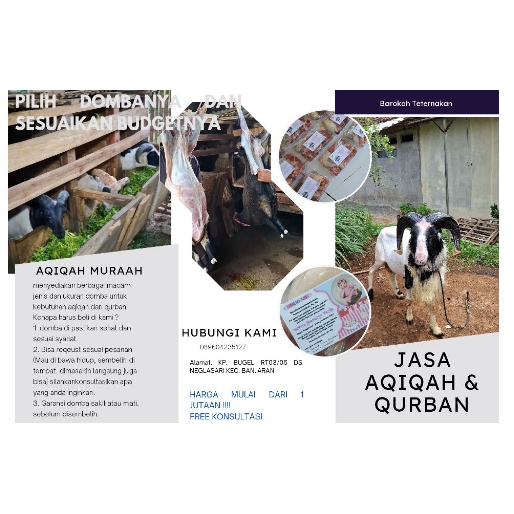 domba untuk qurban dan aqiqah khusus bandung