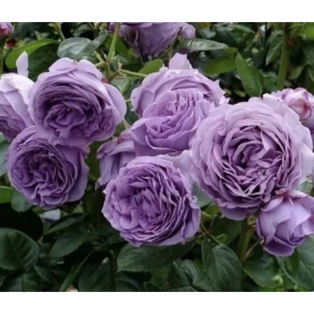 Pohon Mawar Kinda Blue Mawar Import Wangi Kinda Blue