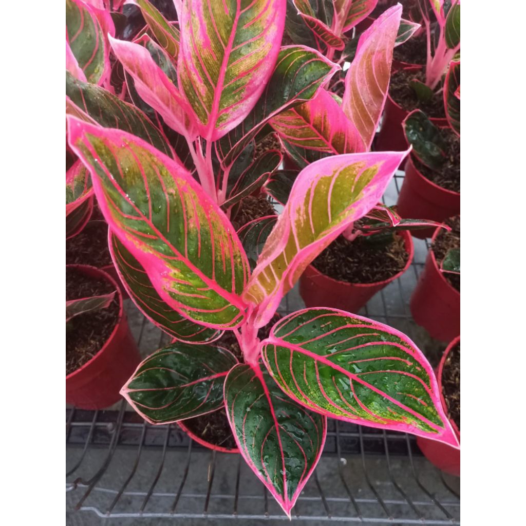 Lipstik Khanza - Tanaman Hias Aglonema / Aglaonema