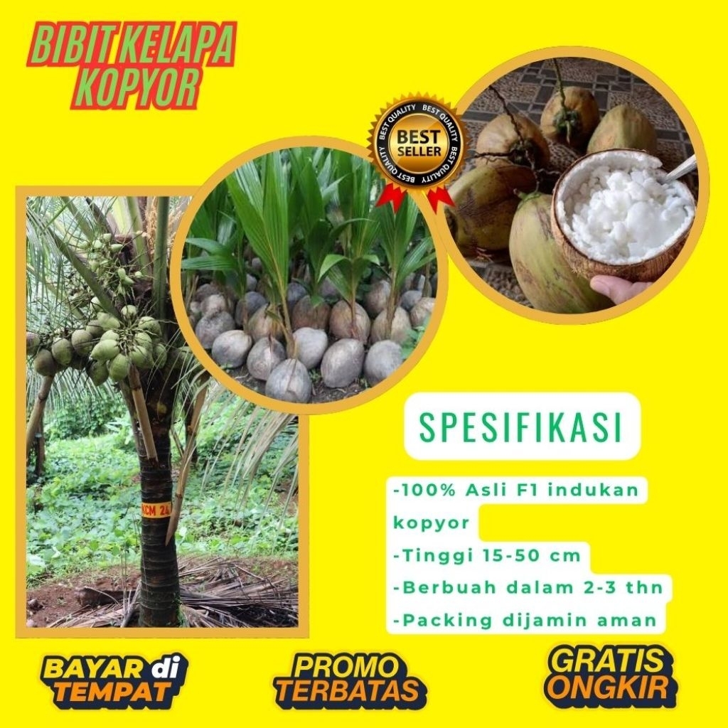 POHON PENDEK  Benih Kelapa Kopyor Kultur Jaringan