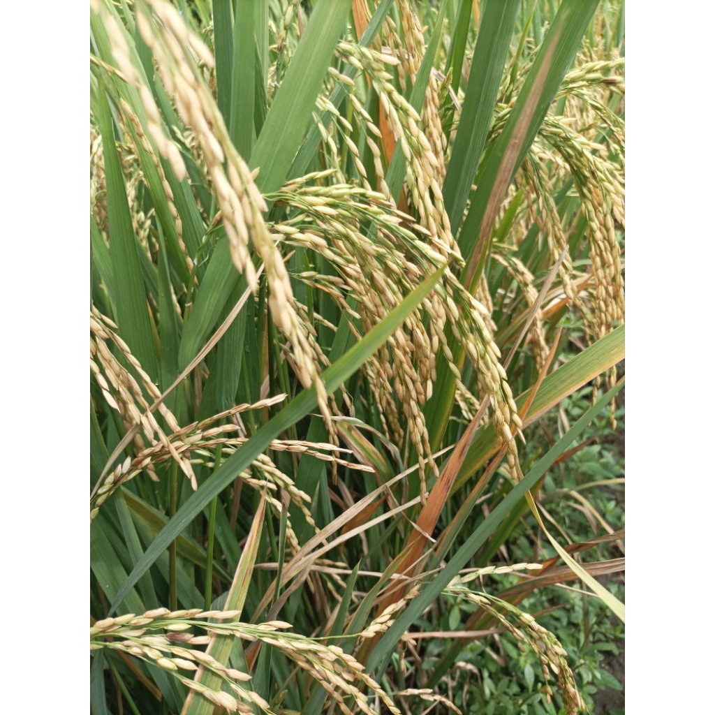 benih padi sertani 13A