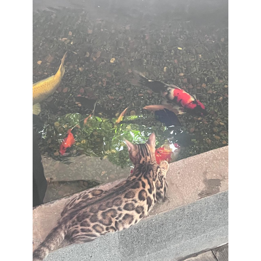 kucing ras bengal surabaya