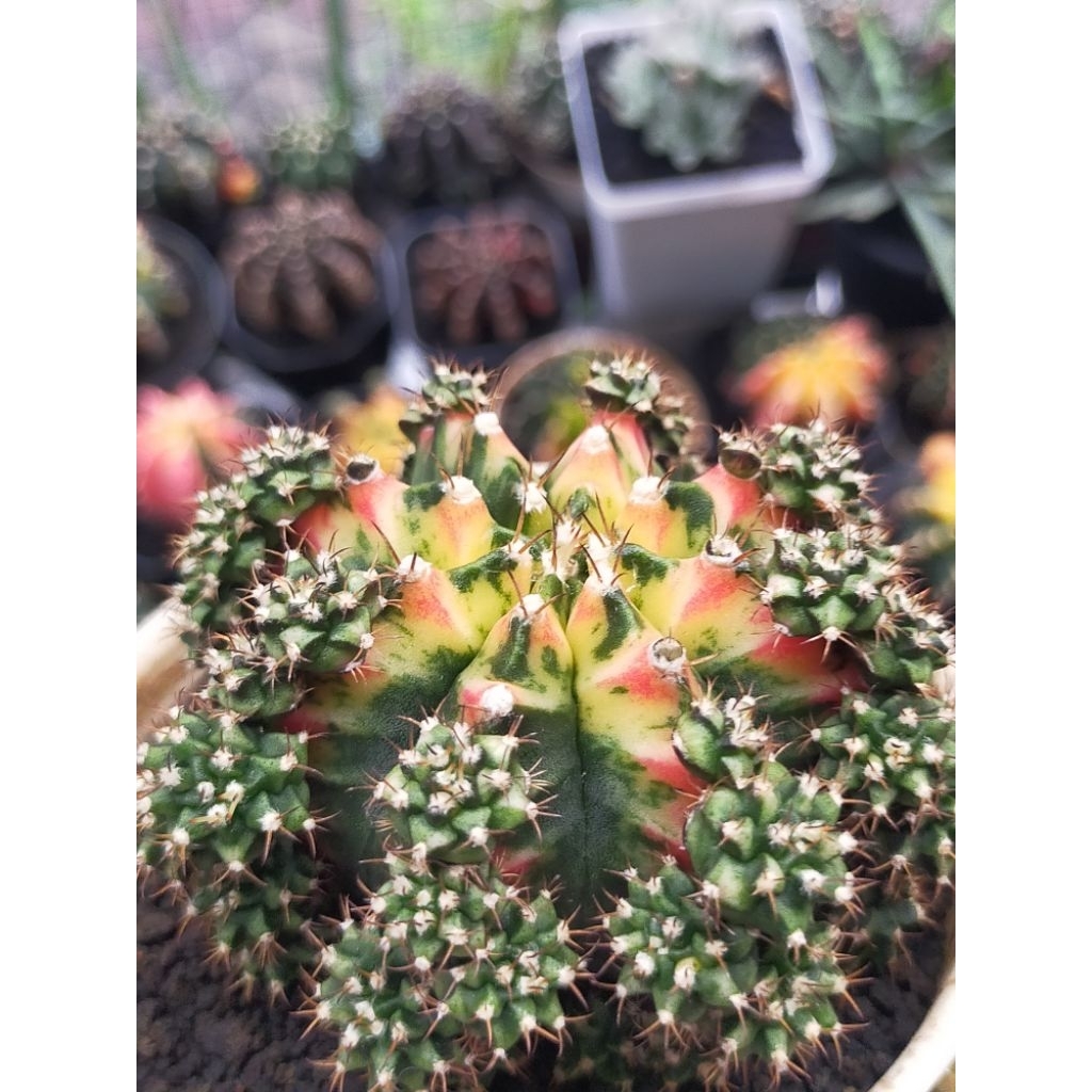 Gymno Miha Multicolour Calon Induk Cluster