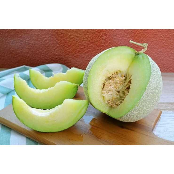 COD AJA - Bibit Melon Madu Hijau