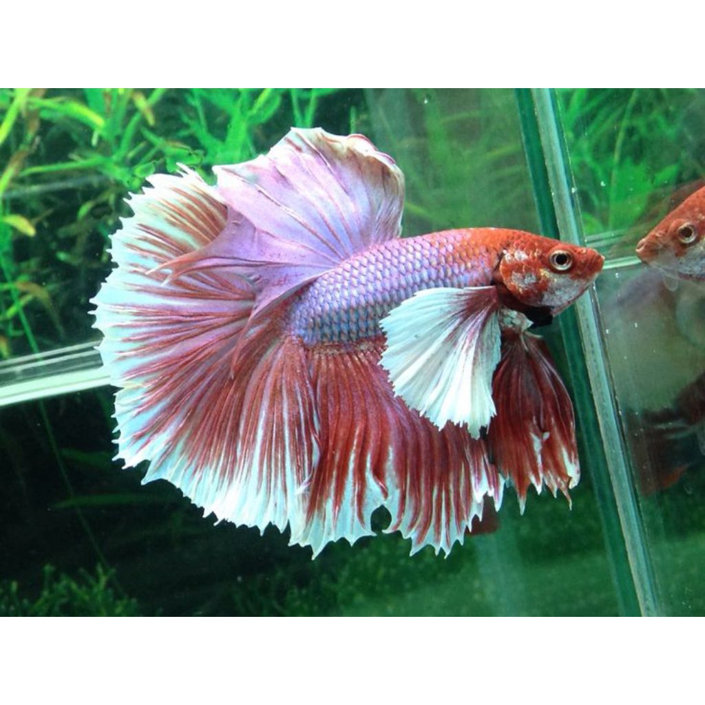 cupang halfmoon dumbo ear jantan