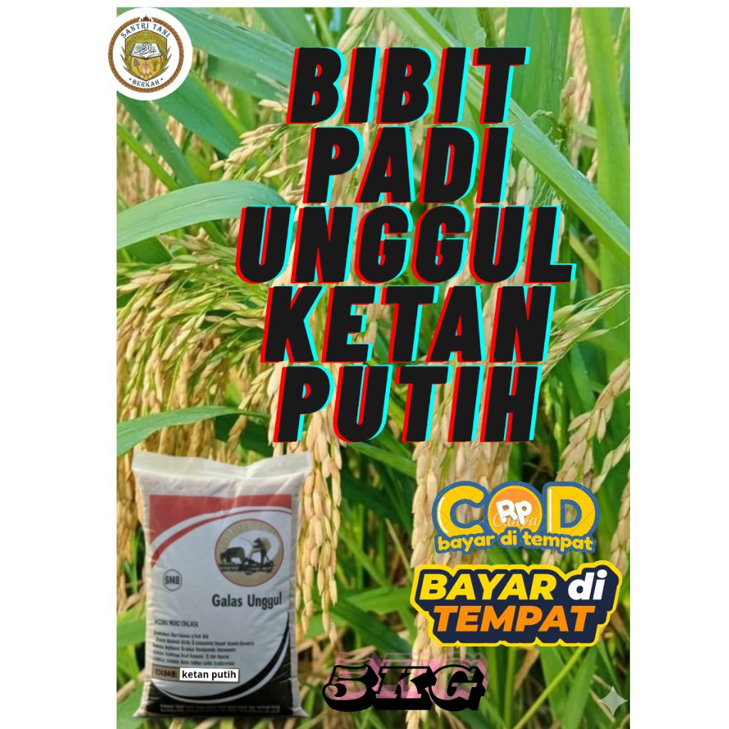 BIBIT PADI UNGGUL KETAN PUTIH KEMASAN 5KG