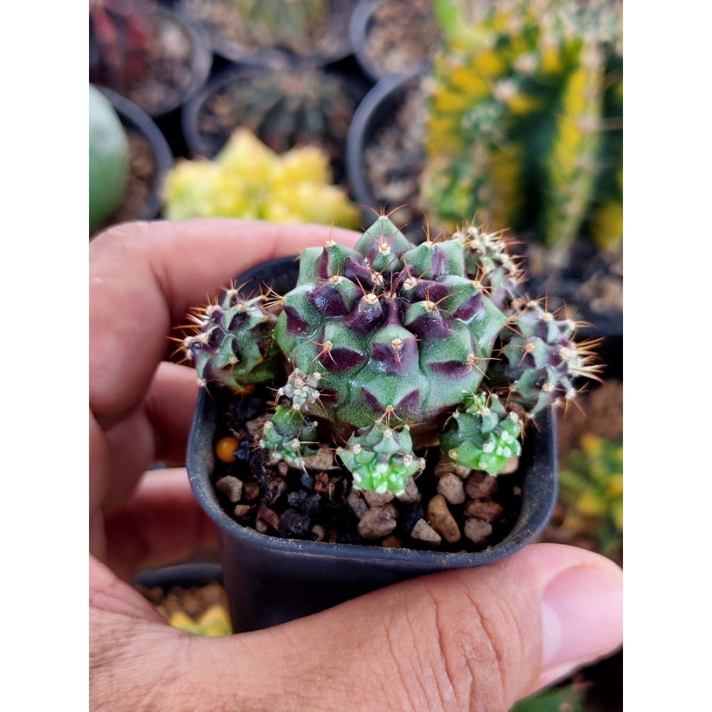GYMNO HYBRID//MEDUSA HYBRID CLUSTER DI POT 5CM// KAKTUS//KAKTUS MINI//KAKTUS OUTDOOR//KAKTUS LUCU//K