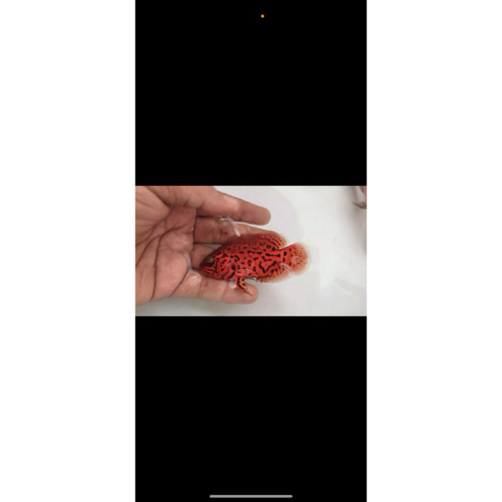 Oscar Leopard / Oscar Black Tiger Good Marking Thailand 9-10cm