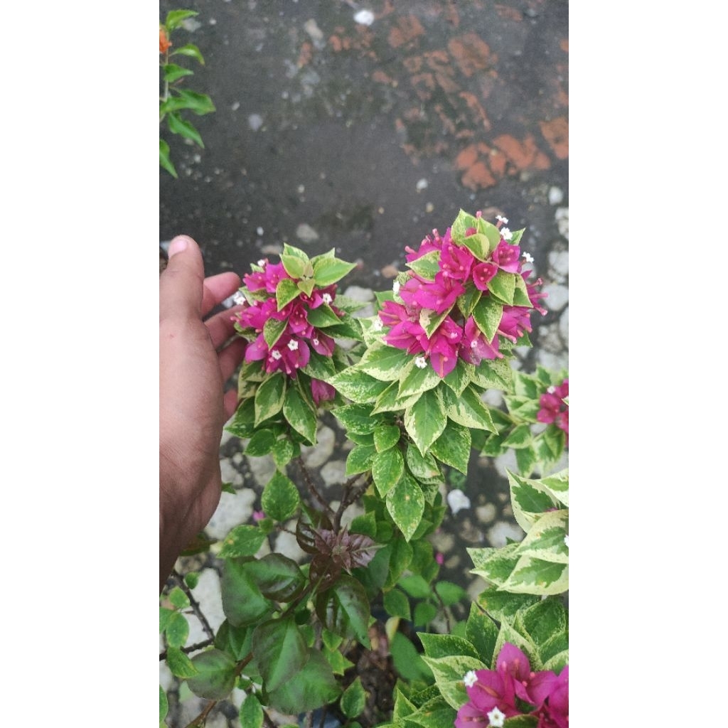 Bibit Bougenville Singapore Merah Fanta Varigata