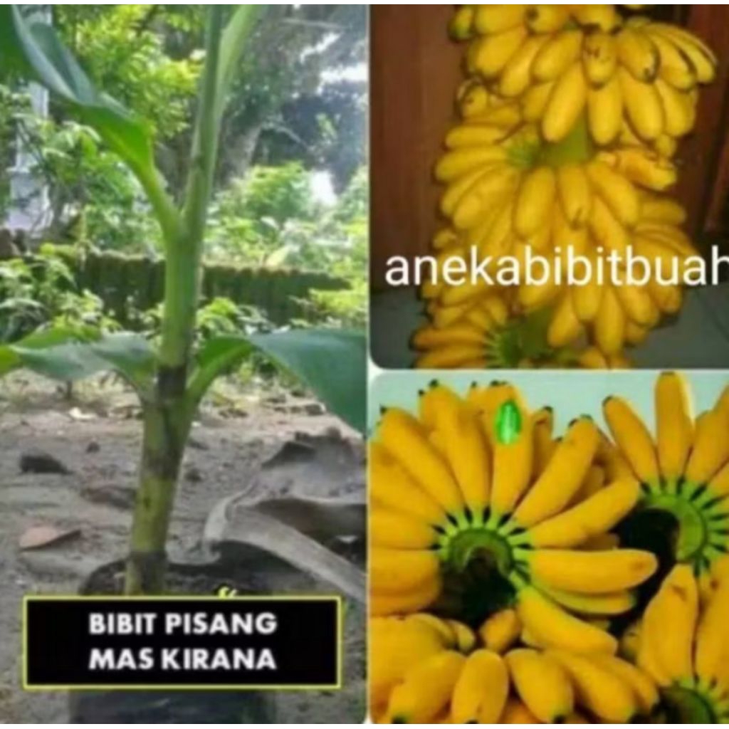 Bibit pisang mas kirana /BIBIT PISANG MAS UNGGUL /BIBIT PISANG BONGGOL TERBAIK