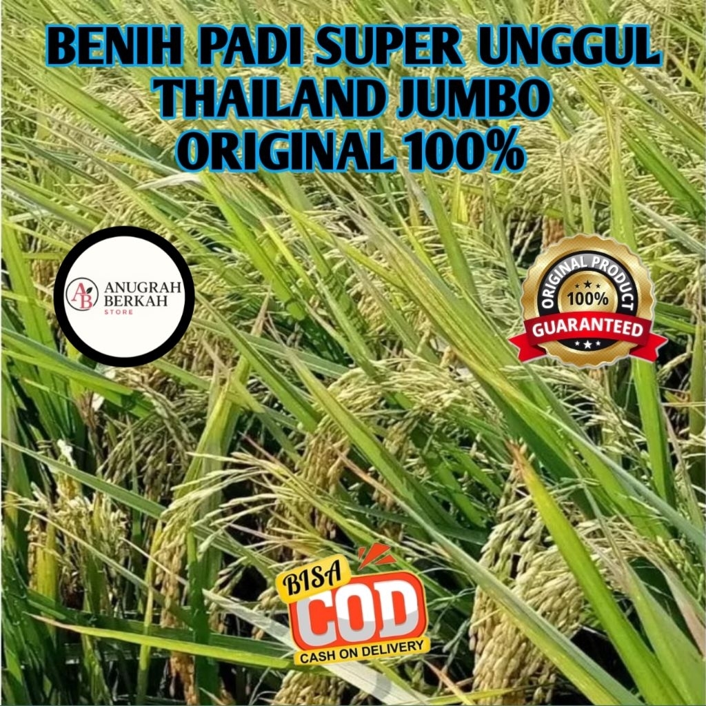 (5KG) BENIH BIBIT PADI THAILAND JUMBO AROMATIK KUALITAS SUPER ORIGINAL 100%