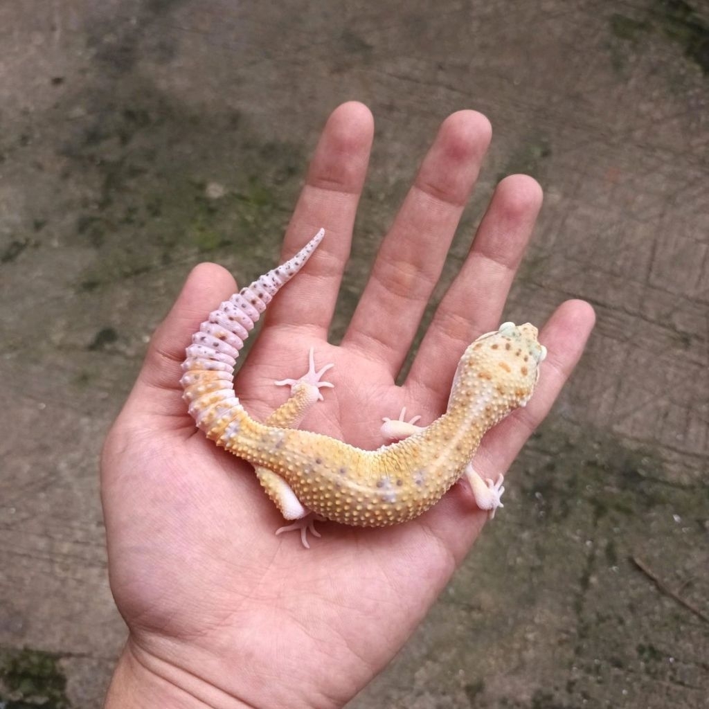Leopard Gecko Male - Eclipse het Tremper (Mata Snake Eyes) - Dewasa Jantan Adult Usia Siap Kawin Mul