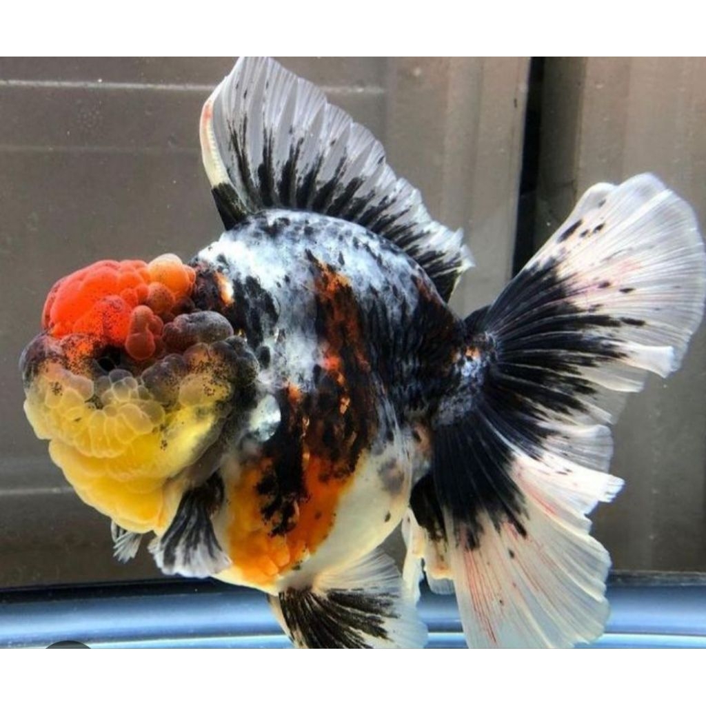 vitamin super original ikan hias koki dekorasi Akuarium panda/red cup/panca warna semoga selamat sam