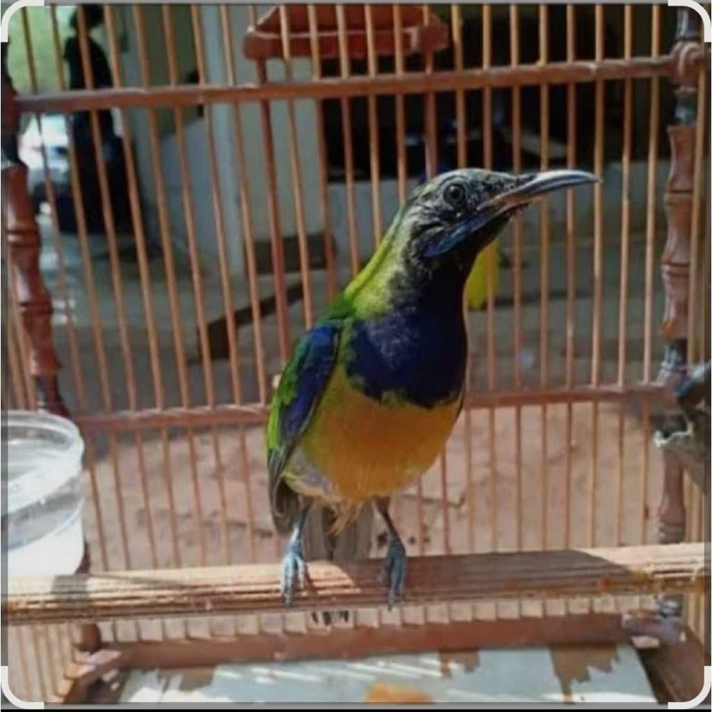 Burung cak cungkok jantan