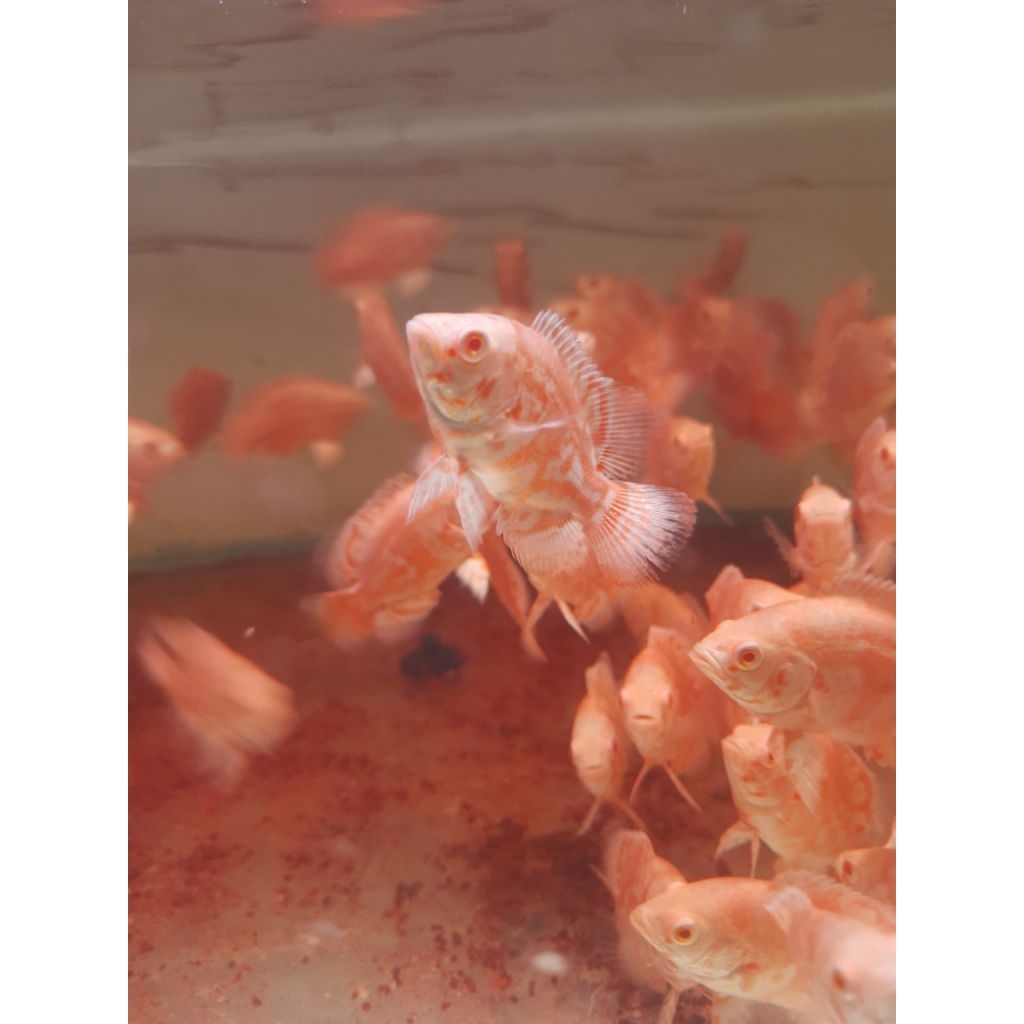 Oscar tiger albino , grade A hasil sortiran , size 7 - 8 cm