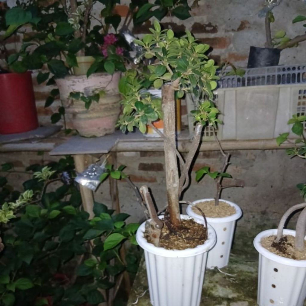 bonsai dolar micro