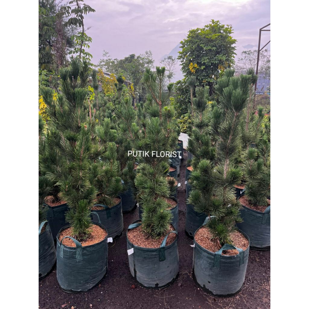 Pinus Black Pine - Tanaman Hias Pinus Black Pine Tinggi 1-1.5 Meter - Pinus Koleksi - Pinus Jepang -