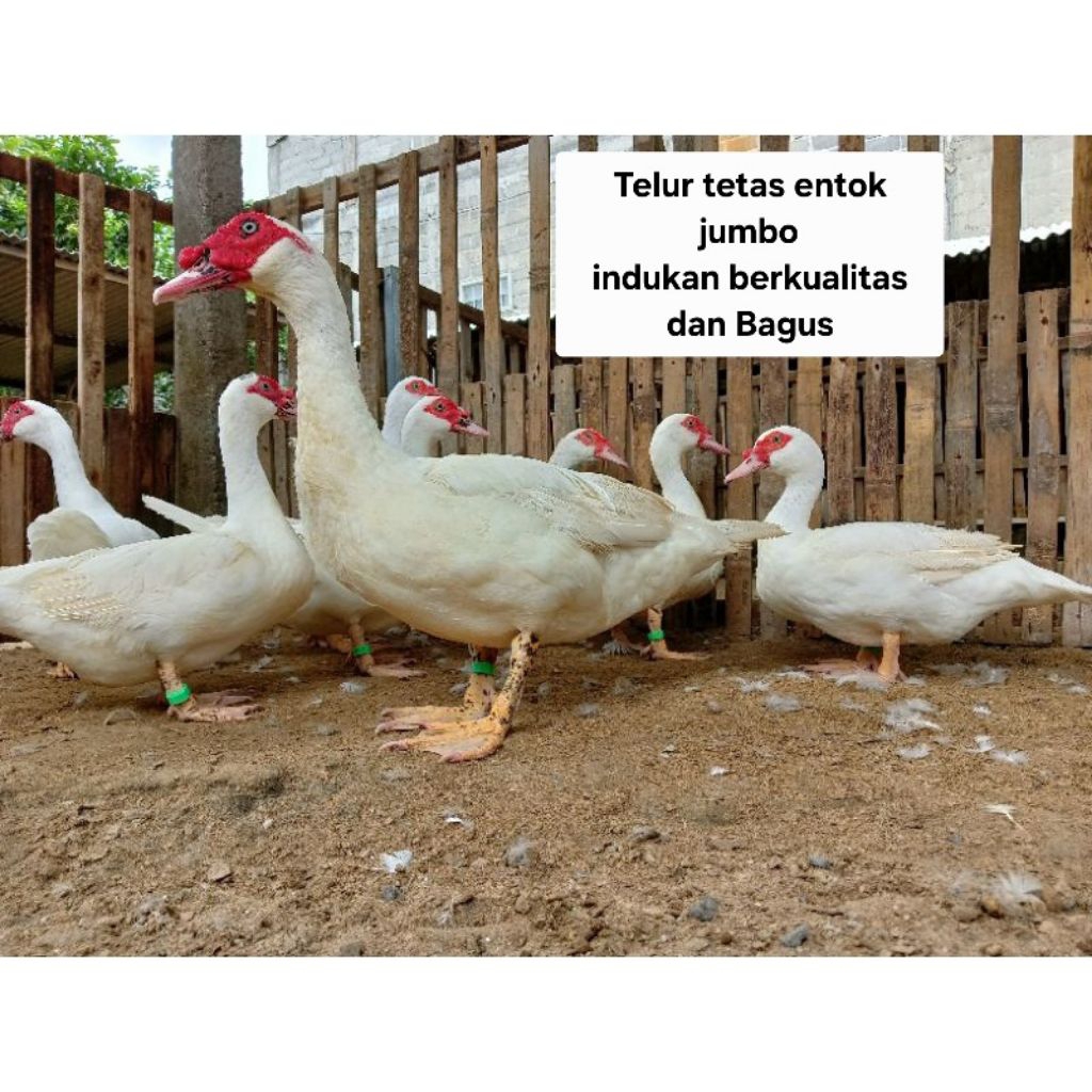 entok jumbo Telur tetas fertil (PRODUK TERLARIS)
