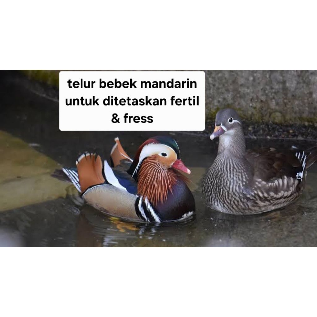 Telur fertil Bebek mandarin (produk terlaris)