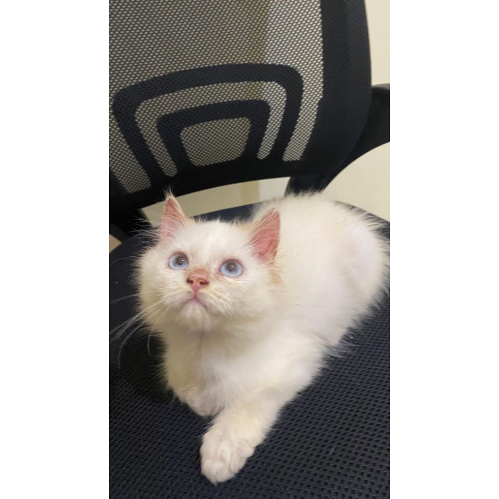Kitten Jantan Persia Himalaya Red Point