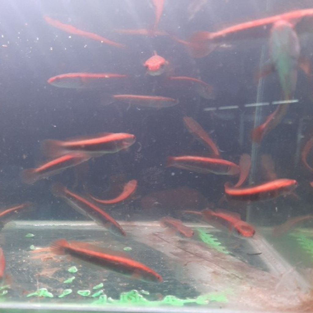 chana maru red barito size 5-7cm