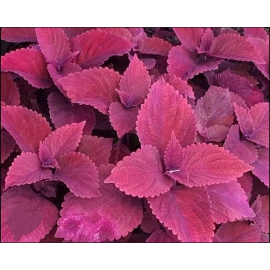 BIBIT TANAMAN MIANA , MIANA HERB , TANAMAN HIAS , TANAMAN HERB , BUNGA UNGU , BUNGA DAUN UNGU