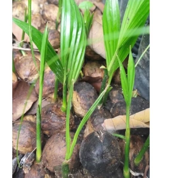 bibit pinang batara genjah berbuah