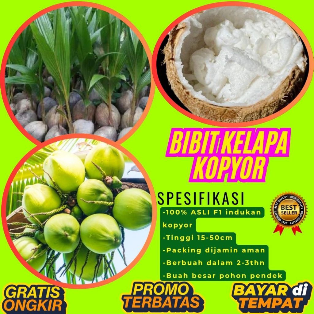 KUALITAS UNGGULAN  Bibit Kelapa Kopyor Madu, Bibit Kelapa Kopyor Super, Bibit Kelapa Kopyor Terdekat