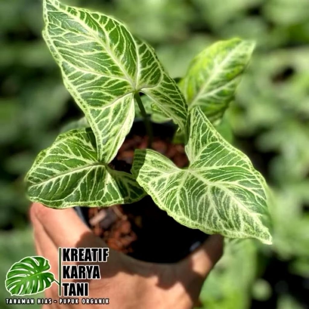 Tanaman Hias Syngonium Batik Syngonium Batik