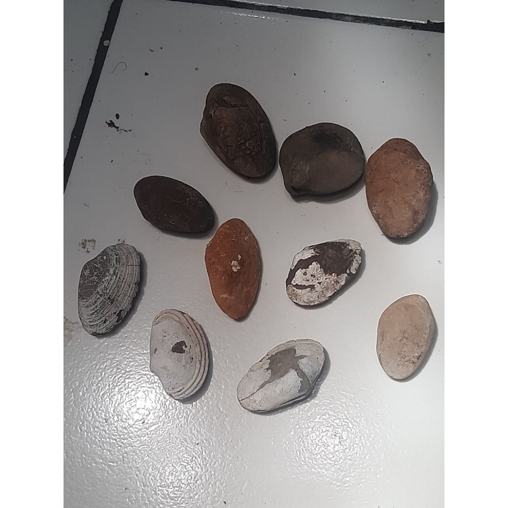 batu f0sil kerang laut kijing bungkem