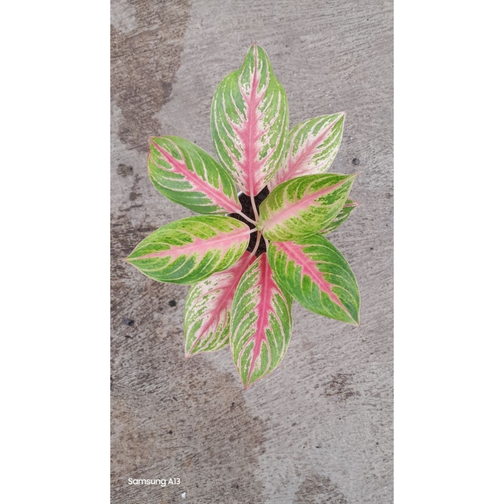 Aglonema ANDINI (Size Dewasa) (2)