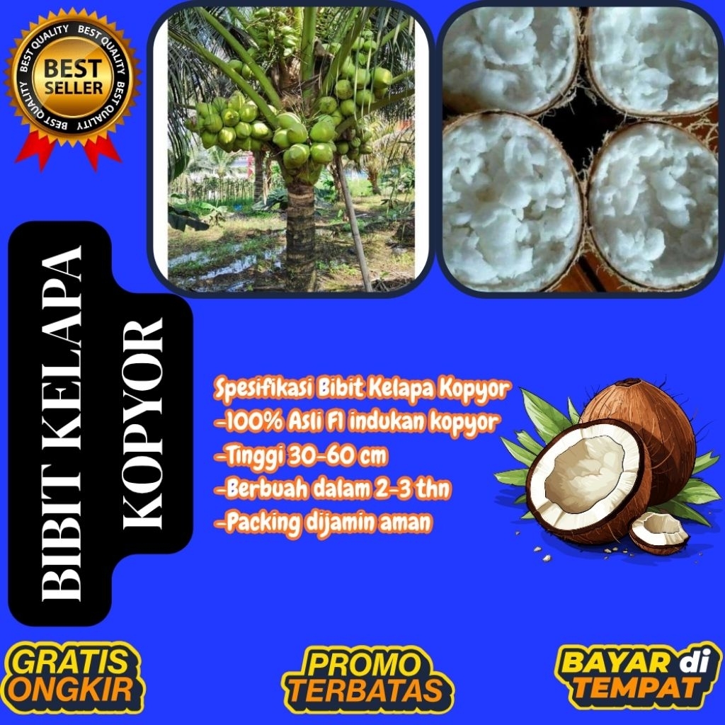 POHON PENDEK  Benih Kelapa Kopyor Kultur Jaringan, Benih Kelapa Kopyor Madu