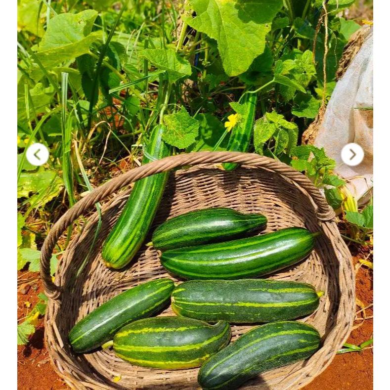 ADA BONUS - Bibit Timun Krai