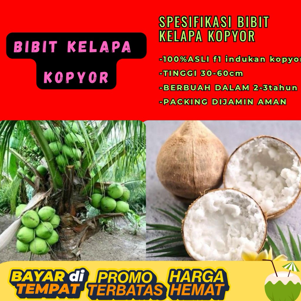 KUALITAS UNGGULAN  Bibit Kelapa Kopyor Madu, Bibit Kelapa Kopyor Super, Bibit Kelapa Kopyor Terdekat
