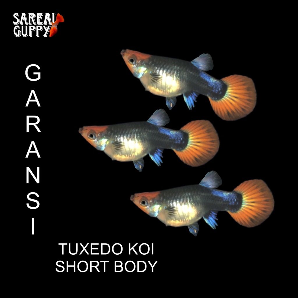 Kardus Packing - Guppy Tuxedo Koi Short Body