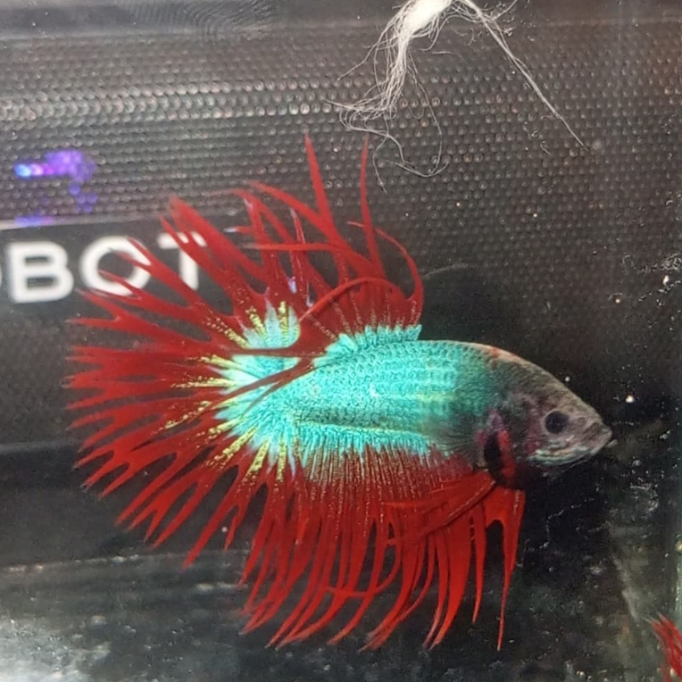 Crowntail Warna Warni Sisir Hiasan Aqaurium